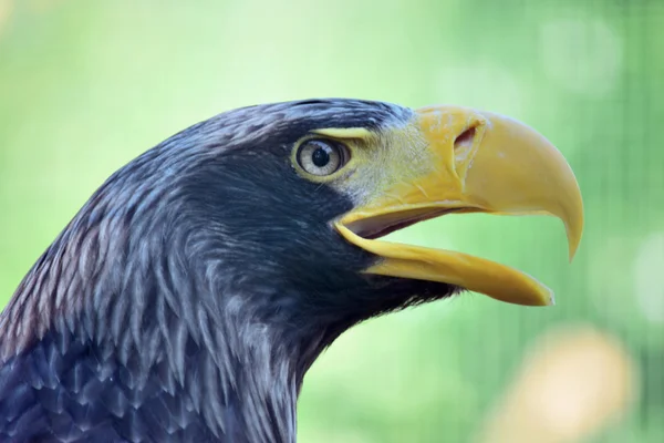 Águila. — Foto de Stock