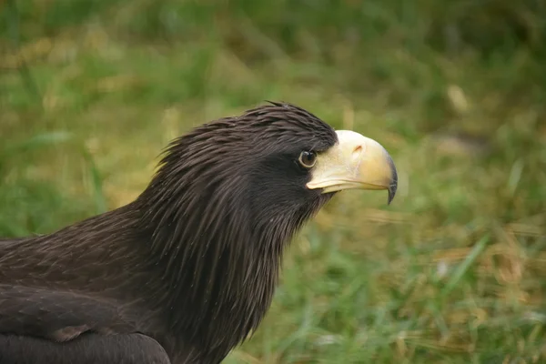 Águila. — Foto de Stock