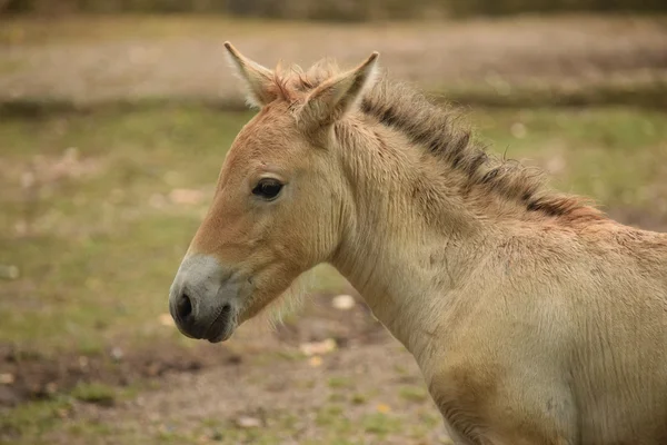 Caballo. — Foto de Stock