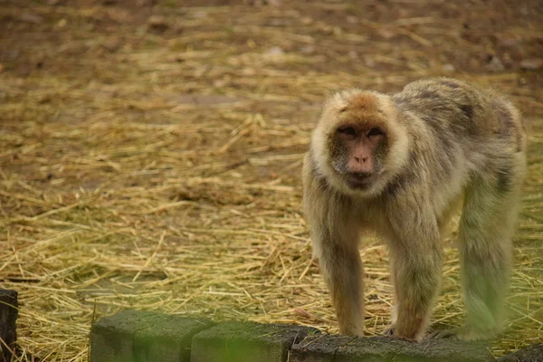 Macaco.. — Fotografia de Stock