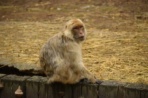 Macaco.. — Fotografia de Stock