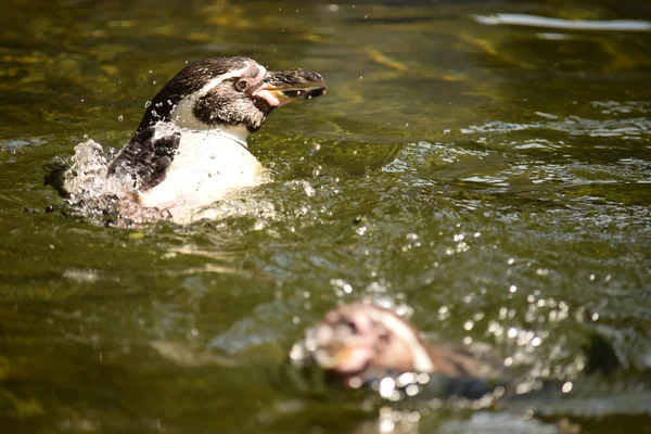 Pingüino. —  Fotos de Stock