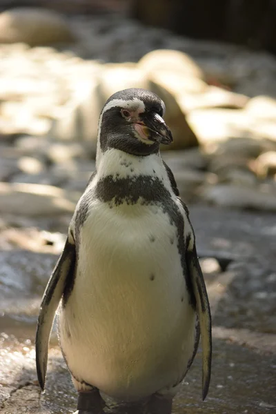 Пингвин. — стоковое фото