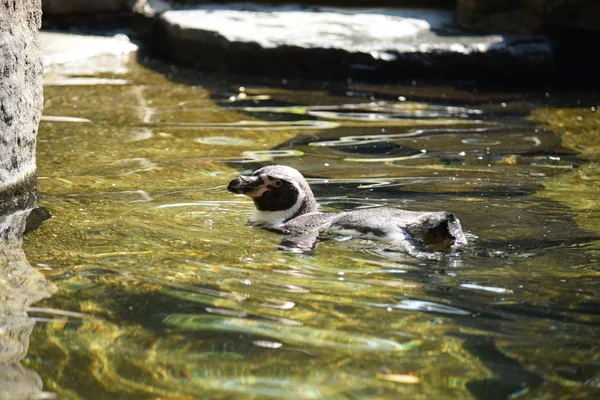 Pinguim. — Fotografia de Stock