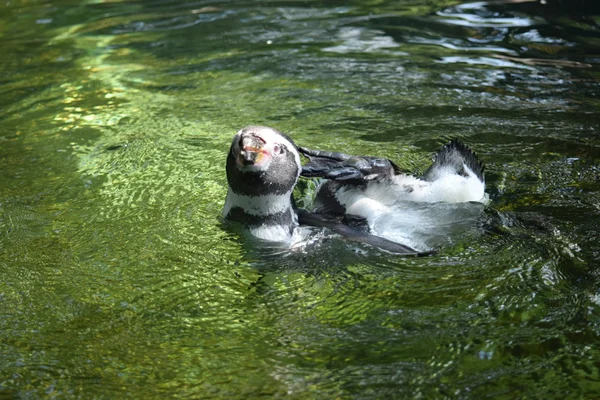 Pingüino. — Foto de Stock