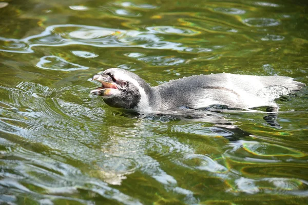 Pinguim. — Fotografia de Stock