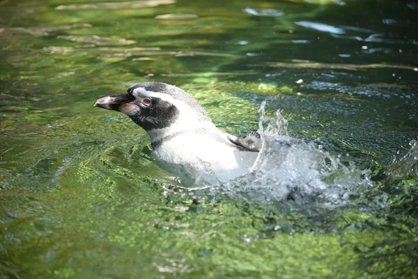 Pinguino. — Foto Stock