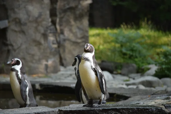 Pingüino. — Foto de Stock