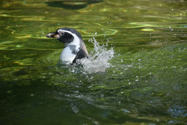 Пингвин. — стоковое фото