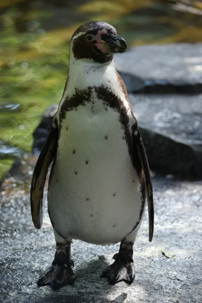 Pingwin. — Zdjęcie stockowe