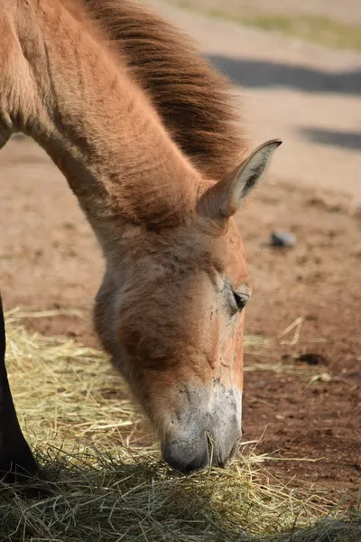 Cavalo. — Fotografia de Stock