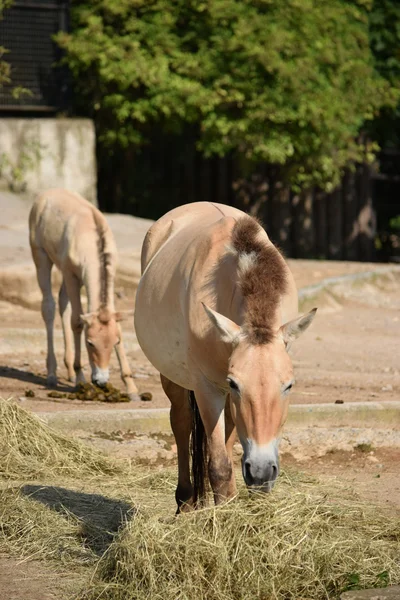 Cavalo. — Fotografia de Stock