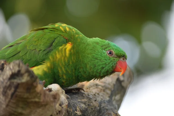 Loro. — Foto de Stock