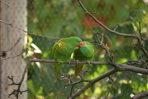 Parrot. — Stock Photo, Image