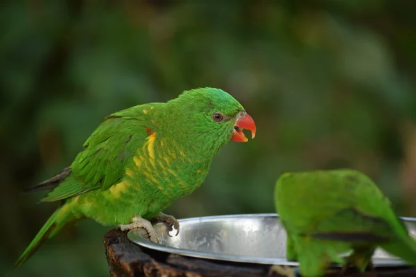 Pappagallo. — Foto Stock