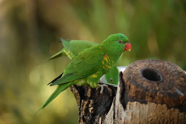 Papegaai. — Stockfoto