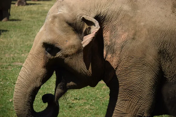 Elefante. — Foto de Stock