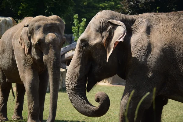 Elefante. — Foto de Stock