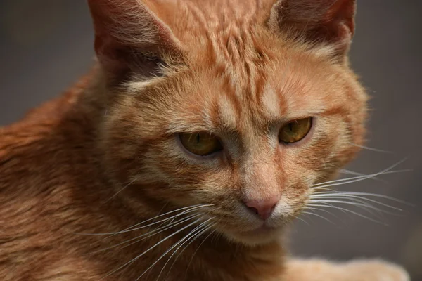 Kedi.