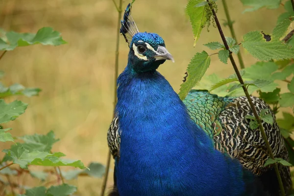 Pavão. — Fotografia de Stock