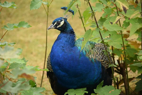 Pavão. — Fotografia de Stock