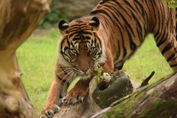 Tigre. — Foto de Stock