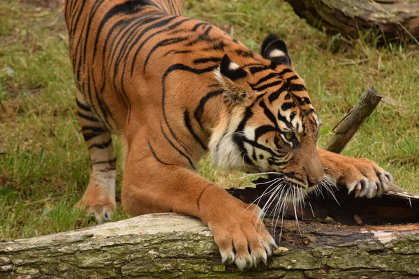 Tigre. — Fotografia de Stock