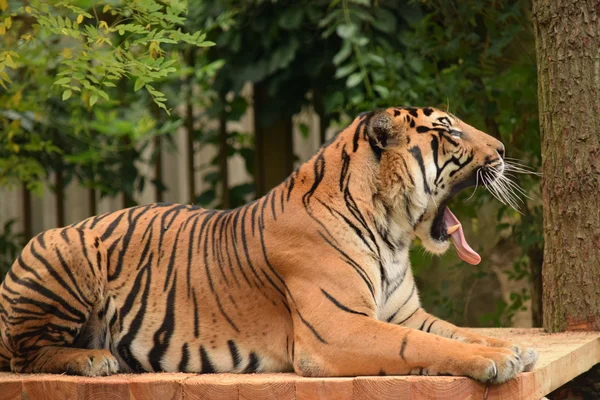 Tigre. — Fotografia de Stock