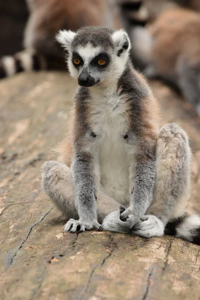 Lemur. — Stockfoto