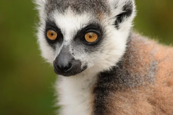Lemurer. — Stockfoto