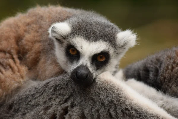 Lemur. — Stok fotoğraf