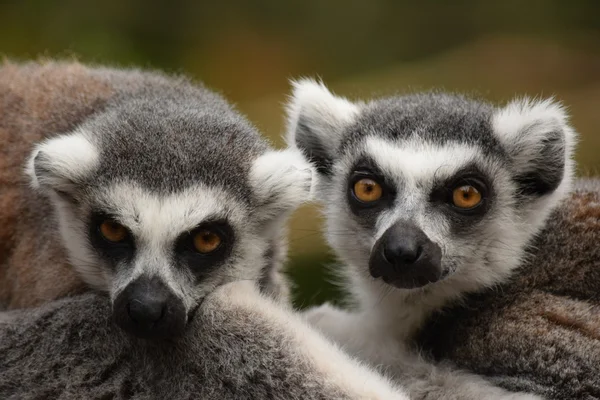 Lemur. — Stock fotografie