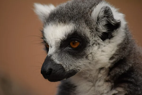 Lemur. — Stok fotoğraf