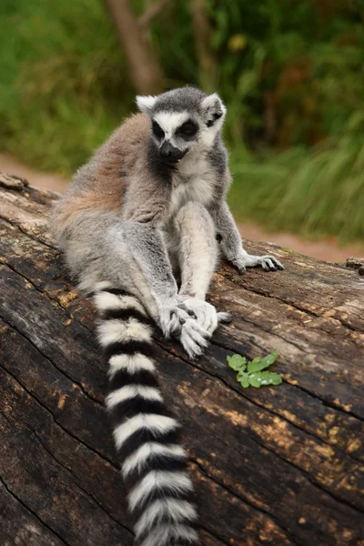 Lemur. — Stock Photo, Image