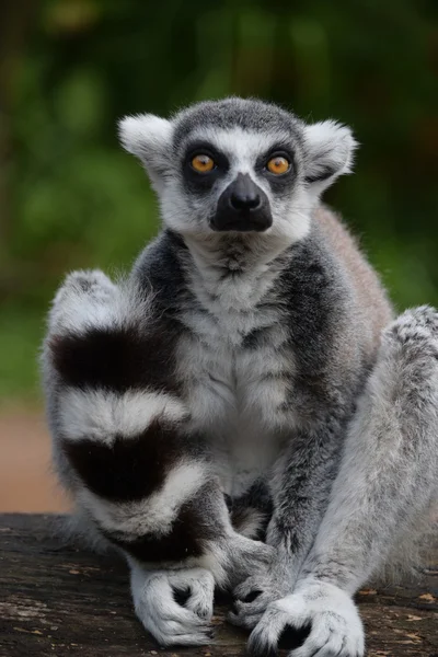 Lemur. — Stok fotoğraf