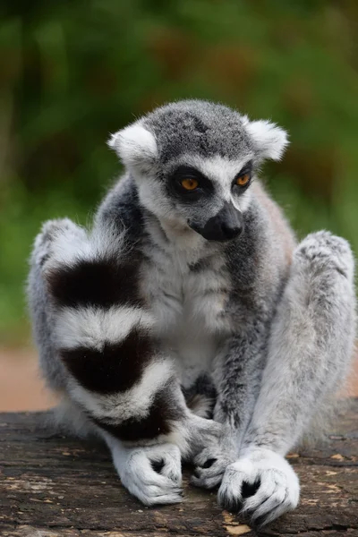 Lemur. — Stock Photo, Image