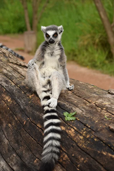 Lemur. — Stockfoto