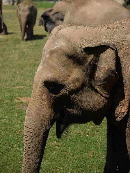 Elefante. — Fotografia de Stock