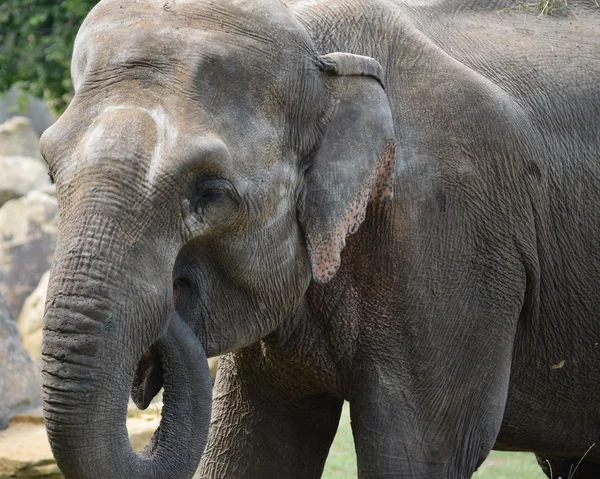 Elefante. — Fotografia de Stock