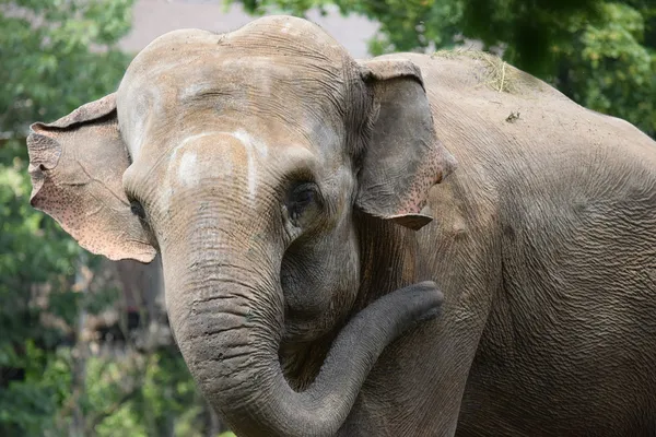 Ελέφαντας. — Φωτογραφία Αρχείου