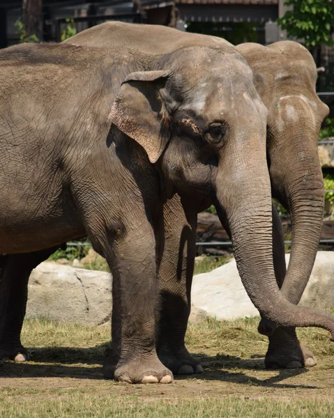 Elephant. — Stock Photo, Image