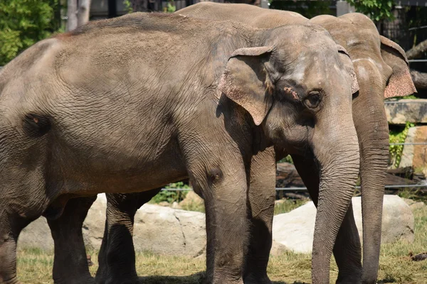 Elefante. — Fotografia de Stock