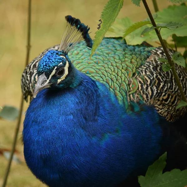 Pavão. — Fotografia de Stock