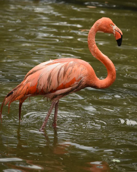 Flamingo. — Stock Photo, Image
