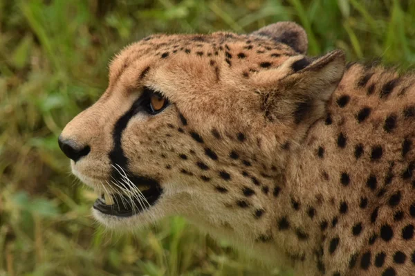 Cheetah. — Stock Photo, Image