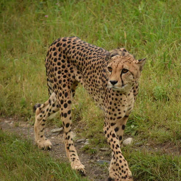 Çita.. — Stok fotoğraf