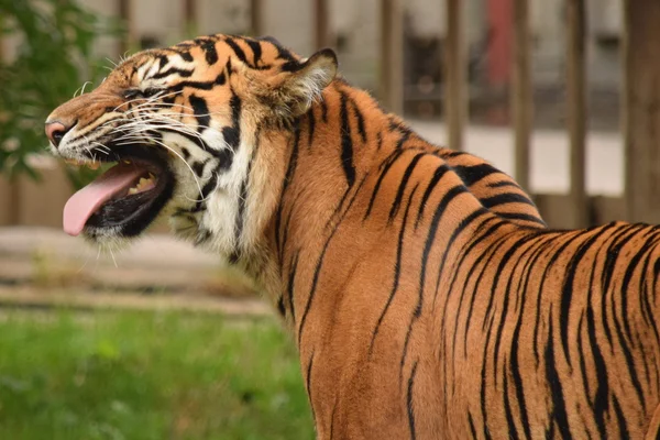 Tiger. — Stock Photo, Image