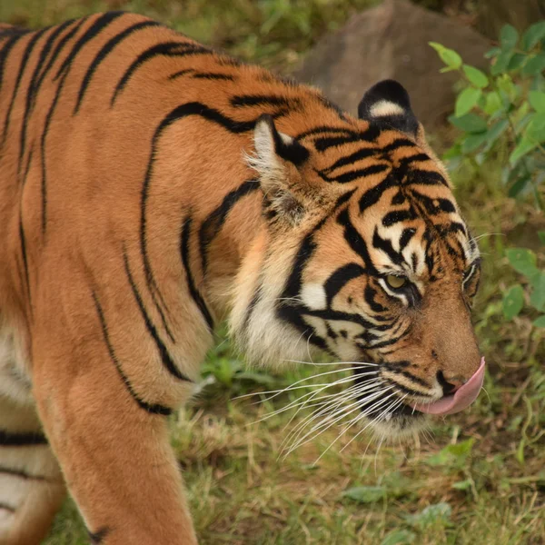 Tiger. — Stock Photo, Image