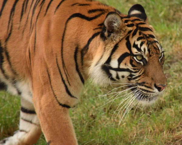 Tigre. — Fotografia de Stock