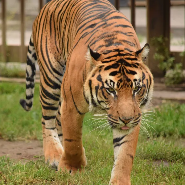 Tiger. — Stockfoto